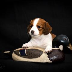 Nederlandse Kooikerhondje Puppies from Golden Gate Kooikers