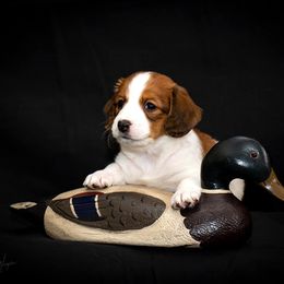 Nederlandse Kooikerhondje Puppies from Golden Gate Kooikers