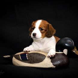 Nederlandse Kooikerhondje Puppies from Golden Gate Kooikers