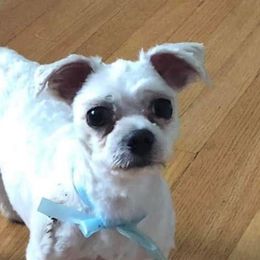 Maltese from Leslie's Maltese Dogs