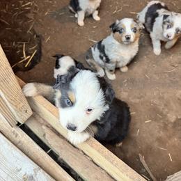 Australian Shepherd puppies from Midwest Aussies