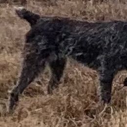 Wirehaired Pointing Griffons from Three Beard Kennels