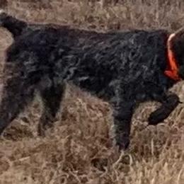 Wirehaired Pointing Griffons from Three Beard Kennels