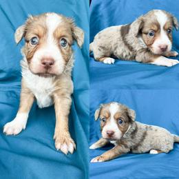 Red Merle female 1 - Red merle female Toy Australian Shepherd puppy in Brooker, Florida from Honey, I Shrunk the Aussies