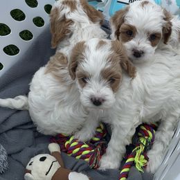 Cavapoo Puppies from Ellas.Pups