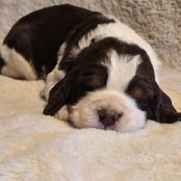 Liver Tri Female - Liver white and tan female English Springer Spaniel puppy in Jesup, Georgia from 31 Pines Kennels