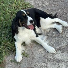Maggie - English Springer Spaniel