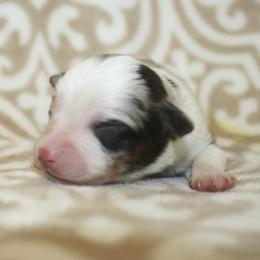 Goldie - Red merle female Toy Australian Shepherd puppy in Licking, Missouri from Burnett Aussies