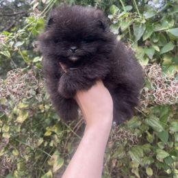 Tom - Black male Pomeranian puppy in Muskogee, Oklahoma from Wonderlust Pomeranians