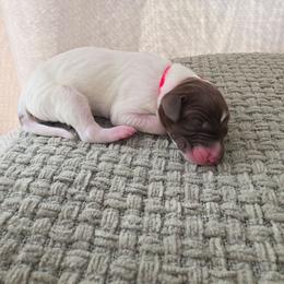 Red Girl - Liver and white female German Shorthaired Pointer puppy in Nampa, Idaho from Heart Mountain Cavaliers & Floating Feathers Kennel
