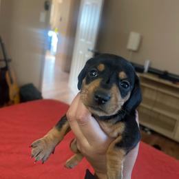 Autumn - Black and tan female Dachshund puppy in Yuba City, California from The Navarro Furbabies