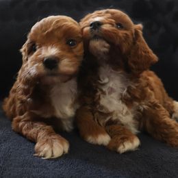 Goldendoodle puppies from Timshell Farm Specialty Crossbreed Puppies