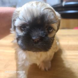 Girl Puppy 4 - Black and tan female Shih Tzu puppy in Belleville, Michigan from Patricia's Heavenly Earth Angels