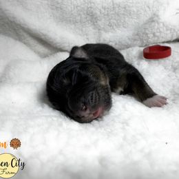 Yam (red) - Black tri-color male Australian Shepherd puppy in Falmouth, Kentucky from Queen City Farm