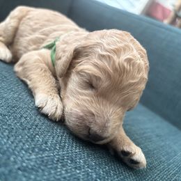 Apollo (green) - Apricot male Poodle puppy in Redlands, California from LEI Kennels