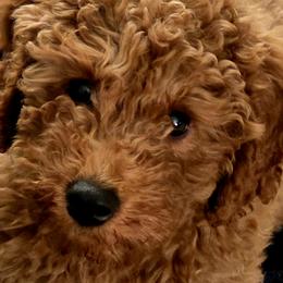 Goldendoodles from Ironstone Goldendoodles