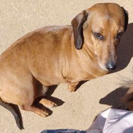 Gabby - Dachshund