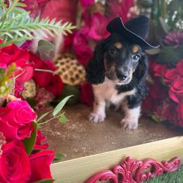 Black and tan piebald - Piebald male Dachshund puppy in Wills Point, Texas from East Mini Dachshunds Texas