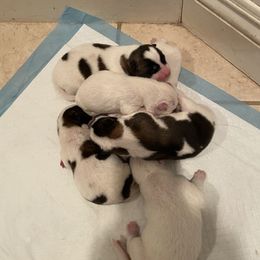 Akita Puppies from Gloe Akita's