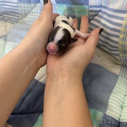 4 - Chocolate male Havanese puppy in Reese, Michigan from Windy Hill Havanese