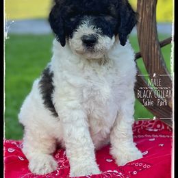 Aussiedoodle and Australian Shepherd Puppies from Dunroamin Farms Australian Shepherds and Aussiedoodles