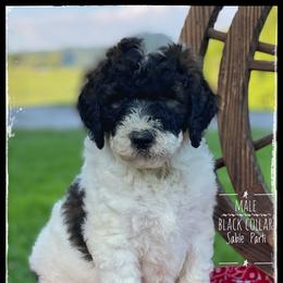 Aussiedoodle and Australian Shepherd Puppies from Dunroamin Farms Australian Shepherds and Aussiedoodles