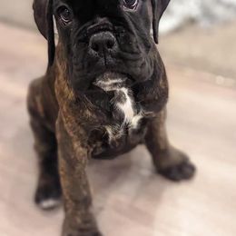 Boxer Puppies from Von Royal Dell’Infinite