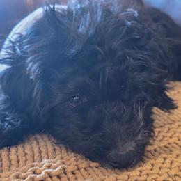Boone - male Assorted Doodle Crosses puppy in Churchill County Fallon, Nevada from Card Family Ranch