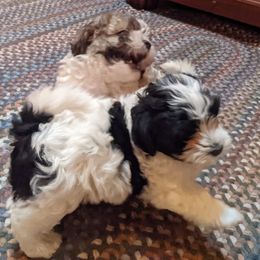 Havanese Puppies from Endearing Havanese
