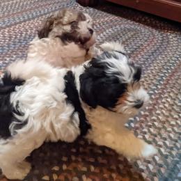 Havanese Puppies from Endearing Havanese