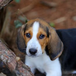 American Foxhound and American Staffordshire Terrier Puppies from Whitlow Kennel