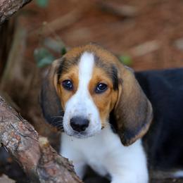 American Foxhound and American Staffordshire Terrier Puppies from Whitlow Kennel
