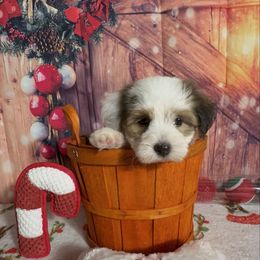 Noelani - White female Havanese puppy in Clermont, Florida from Country Sweet Havanese and Creative Coaching