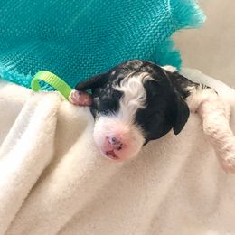 Goldendoodle Puppies from Lake Road Doodles