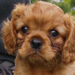 Cavalier King Charles Spaniel Puppies from Malikim
