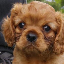 Cavalier King Charles Spaniel Puppies from Malikim