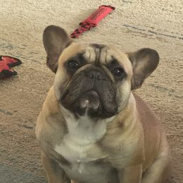 Boogie - French Bulldog