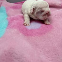 F1 - White female Bulldog puppy in Middleburg, Florida from Black Creek English Bulldogs
