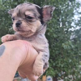 Draco - Merle male Chihuahua puppy in Silver Summit, Utah from Snow Peak Kennel