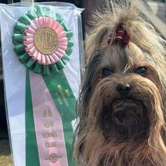 Boxers, Chow Chow, Parson Russell Terriers, and Russian Tsvetnaya Bolonkas from SouthFork Ranch