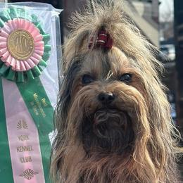 Boxers, Chow Chow, Parson Russell Terriers, and Russian Tsvetnaya Bolonkas from SouthFork Ranch