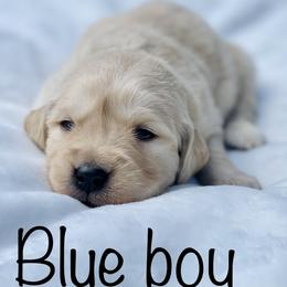 Golden Retriever Puppies from All shades Golden