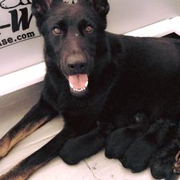 German Shepherd Puppies from Lost Creek German Shepherds LLC