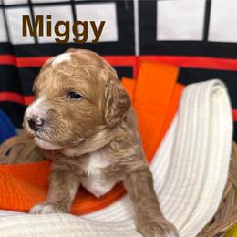 Miggy - Apricot female Cavapoo puppy in Chelan, Washington from North Cascades Doodles