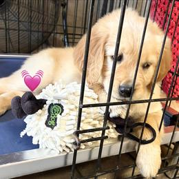 Miss Pink - Golden female Golden Retriever puppy in Carmichael, California from Sadie Lane Family Goldens