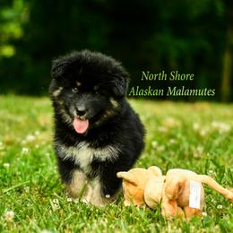 Alaskan Malamute Puppies from North Shore Alaskan Malamutes