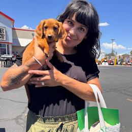 Rad - Red male Dachshund puppy in Duncan, Arizona from Bootheel Doxies & Poms