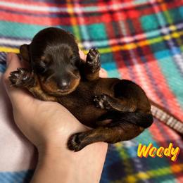 Dachshund Puppies from Royal Bloodline Canines