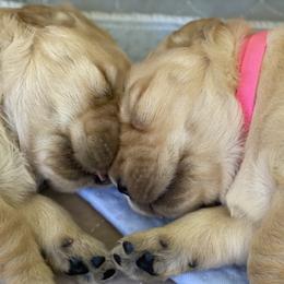 Golden Retrievers from Ashley’s Adventurous Pups