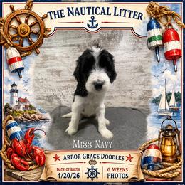 Navy - Parti female Goldendoodle puppy in North Conway, New Hampshire from Arbor Grace Doodles